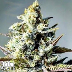 Critical Killer Fast Feminized Seeds