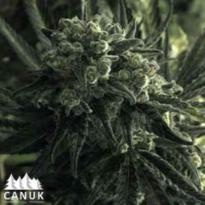 Critical Mass Feminized Seeds