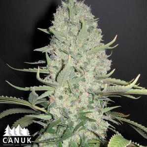 White Widow x Critical Feminized Seeds (Canuk Seeds)