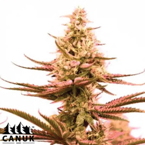 Critical Bilbo Feminized Seeds - ELITE STRAIN