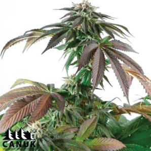 Critical Bubba Kush Feminized Seeds - ELITE STRAIN