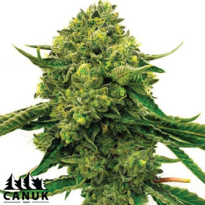 Critical Cheese Autoflowering Feminized Seeds - ELITE STRAIN