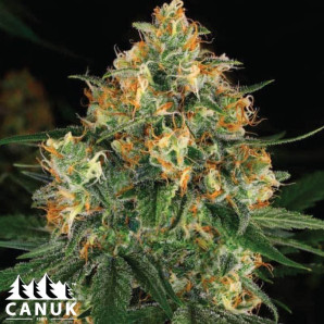 Critical Nicky Kush Feminized Seeds - ELITE STRAIN