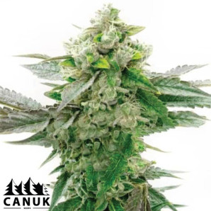 Critical Purple Kush X Bruce Banner Regular Seeds - ELITE STRAIN