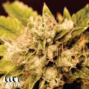 Critical Cheese Candy Feminized Seeds - ELITE STRAIN
