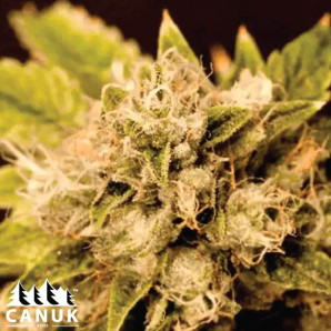 Critical Cheese Candy Feminized Seeds - ELITE STRAIN