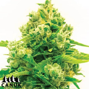 Critical X Northern Lights Autoflowering Feminized Seeds - ELITE STRAIN