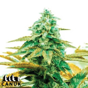 Diesel Feminized Seeds - ELITE STRAIN