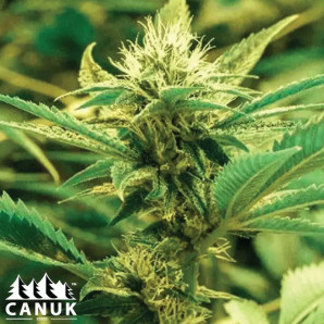 Diesel Autoflowering Feminized Seeds - ELITE STRAIN