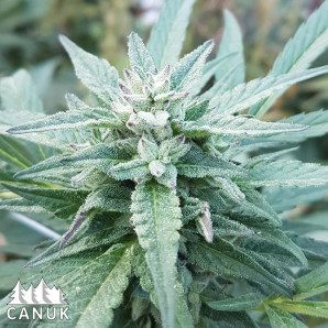 Double Down Regular Seeds