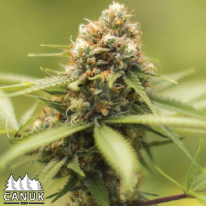 Durban Poison Feminized Seeds - ELITE STRAIN