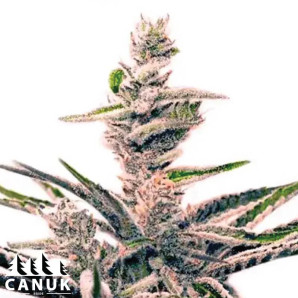 Early Skunk Feminized Seeds - ELITE STRAIN