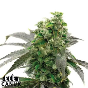 Cinderella 99 x Early Skunk Feminized Seeds - ELITE STRAIN