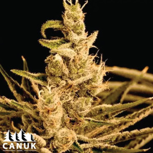 Early Skunk X Northern Lights Feminized Seeds - ELITE STRAIN