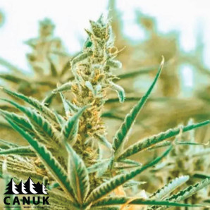 Early Skunk X Rosetta Stone Feminized Seeds - ELITE STRAIN