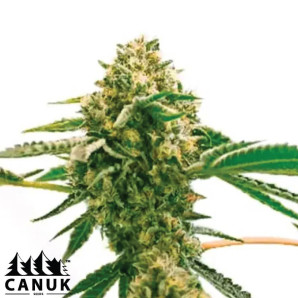 Exodus Cheese Feminized Seeds - ELITE STRAIN