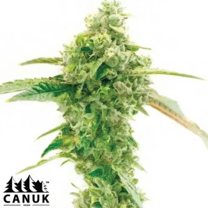 Exodus Cheese X Blue Head Band Feminized Seeds - ELITE STRAIN