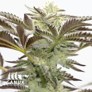 Cake Bomb Feminized Seeds - ELITE STRAIN