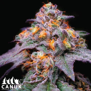 Florida Sunrise Feminized Seeds - ELITE STRAIN