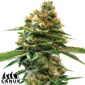 Fruit Autoflowering Feminized Seeds - ELITE STRAIN