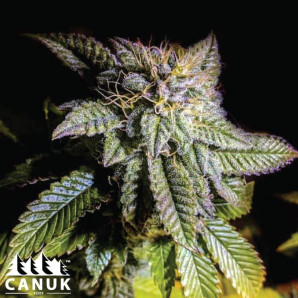 G13 X OG Kush Feminized Seeds - ELITE STRAIN