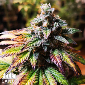 White Rhino Feminized Seeds (Canuk Seeds)