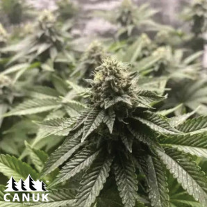 Girl Scout Cookies Autoflowering Feminized Seeds - ELITE STRAIN