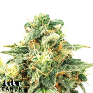 Girl Scout Cookies X OG Kush Regular Seeds - ELITE STRAIN