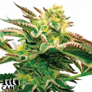 Girl Scout Cookies X Sour Diesel Feminized Seeds - ELITE STRAIN