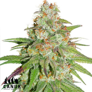 Glueberry OG Feminized Seeds - ELITE STRAIN