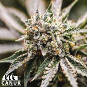 GMO Feminized Seeds - ELITE STRAIN