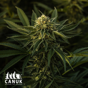 God Bud Regular Seeds - ELITE STRAIN 