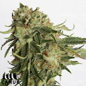 Gold Rush Feminized Seeds - ELITE STRAIN