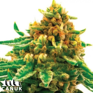 Gorilla Kush Autoflowering Feminized Seeds - ELITE STRAIN