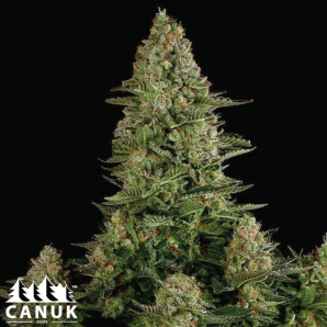 Gorilla X White Widow Feminized Seeds - ELITE STRAIN