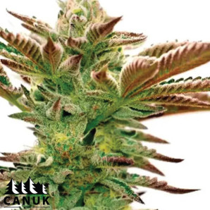 Grapefruit Fast Version Feminized Seeds - ELITE STRAIN