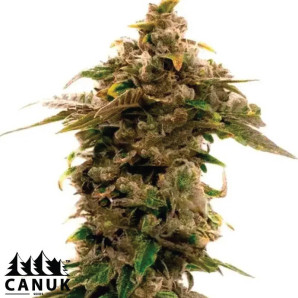 Grape Killer Fast Version Feminized Seeds - ELITE STRAIN