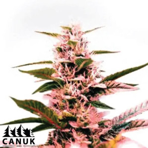 Green Crack X Amnesia Haze Feminized Seeds - ELITE STRAIN