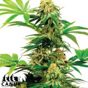 Harlequin Feminized Seeds - ELITE STRAIN