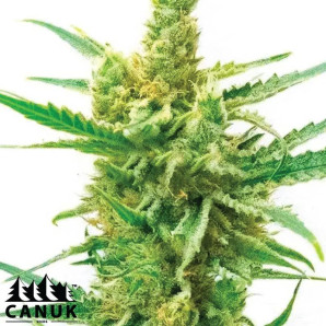 Harlequin X Bubba Kush Regular Seeds - ELITE STRAIN