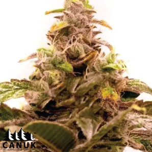 Hawaii X Purple Skunk Feminized Seeds - ELITE STRAIN