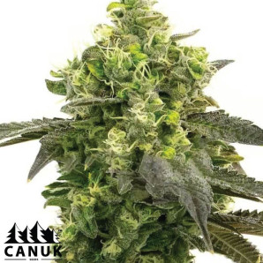 Haze Autoflowering Feminized Seeds - ELITE STRAIN