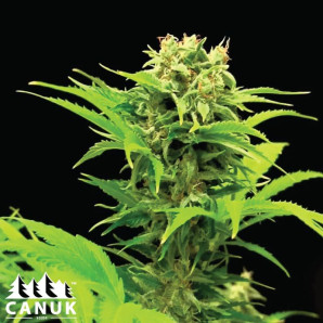 Haze XL Autoflowering Feminized Seeds - ELITE STRAIN