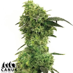 Hindu Kush Feminized Seeds - ELITE STRAIN