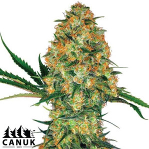 Hindu Kush Regular Seeds - ELITE STRAIN