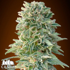 Jack Herer Auto Feminized Seeds - ELITE STRAIN