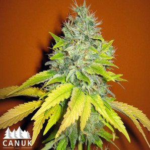 Jack Herer Feminized Seeds