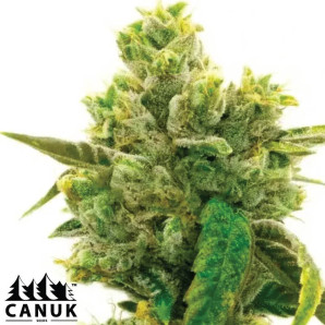 Jack Herer X Skunk Feminized Seeds - ELITE STRAIN