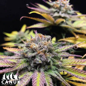 Jealousy F1 Feminized Seeds - ELITE STRAIN