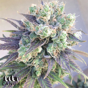 Jelly Bean Regular Seeds